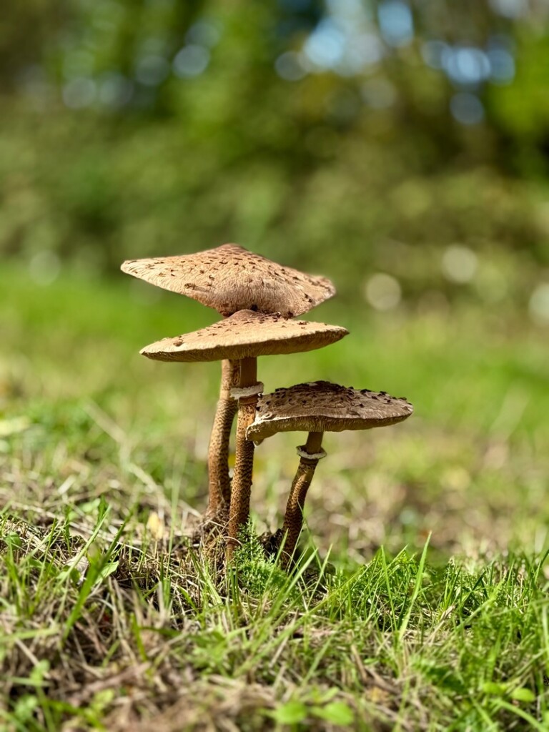 Den Bosch - Heeswijk · Ons Kloosterpad etappe 1