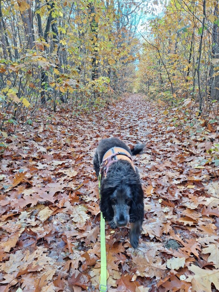 Station As - Salamander · Limburgse Mijnen etappe 2