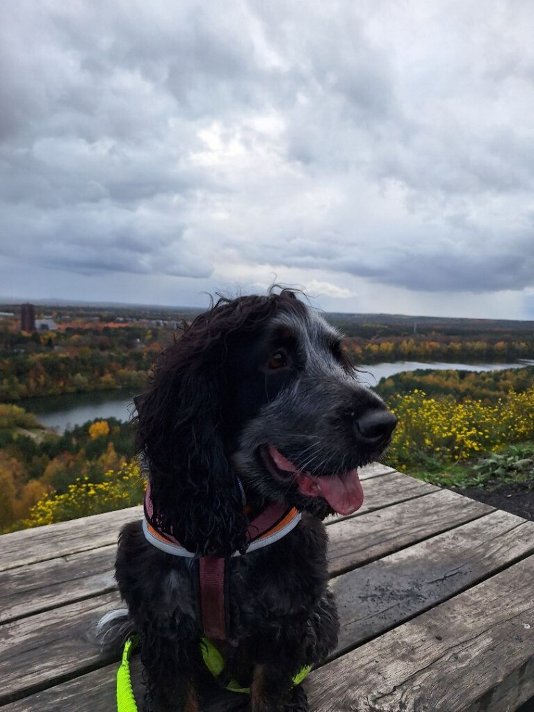 Station As - Salamander · Limburgse Mijnen etappe 2