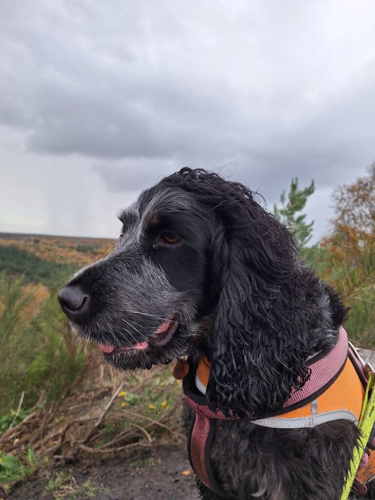 Station As - Salamander · Limburgse Mijnen etappe 2