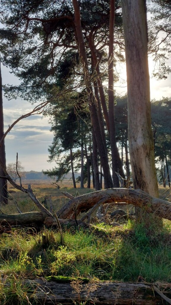 Hoenderloo - Arnhem · Roots Natuurpad etappe 20