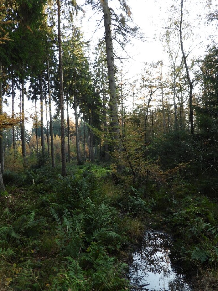 De Oldemeijer - Rood (Haarplasroute)