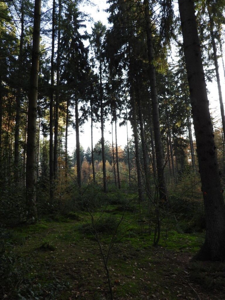 De Oldemeijer - Rood (Haarplasroute)