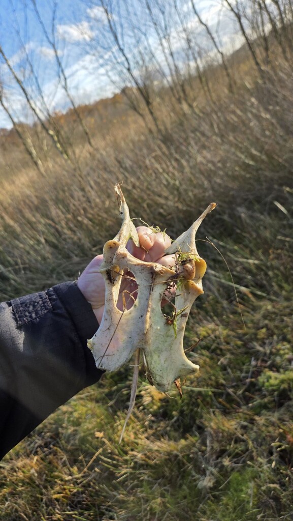 Vogelrondje Bargerveen
