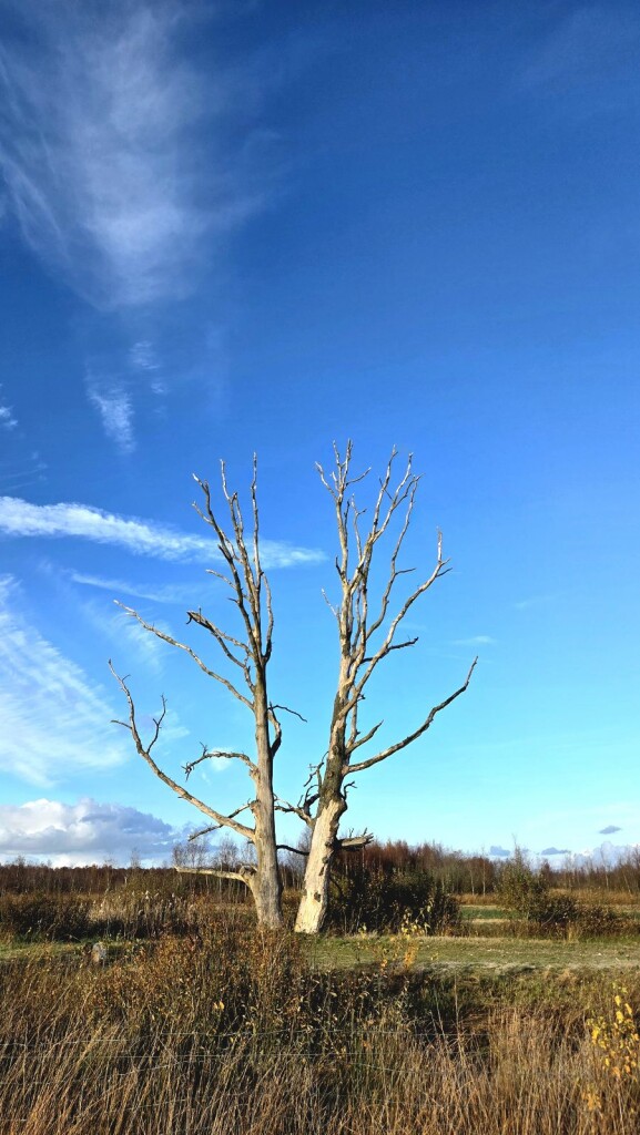 Vogelrondje Bargerveen