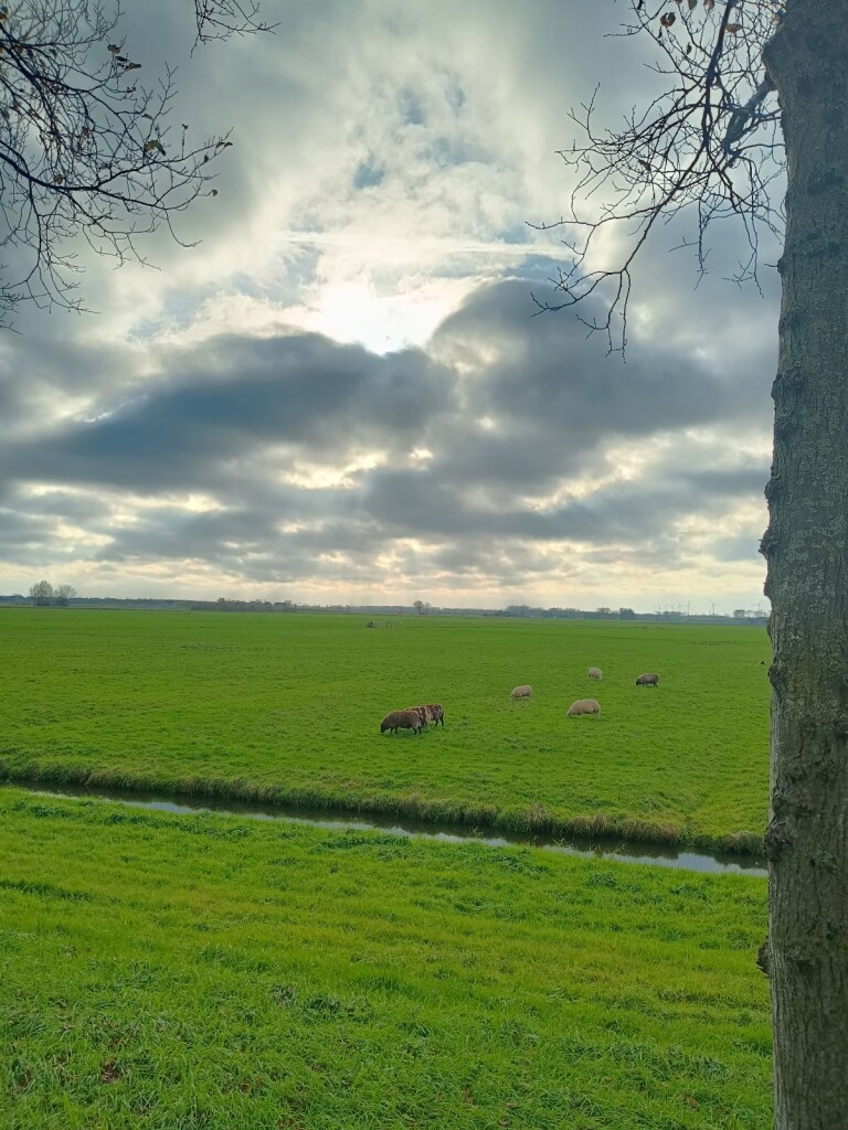 Rondje Reeve langs Cellebroedersweg