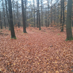 Wandelroute Heide en Vennen