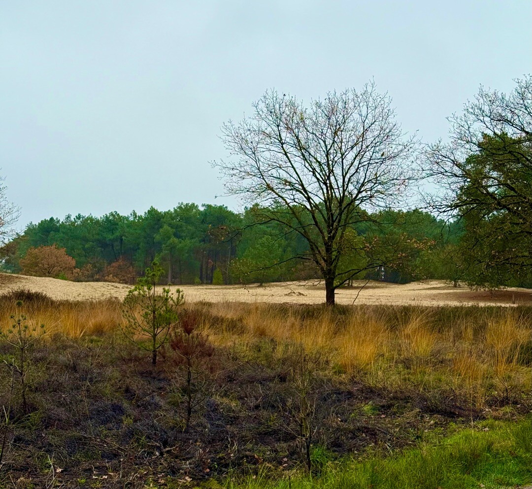 TOP Natuur wandelroute De Loonse en Drunense Duinen
