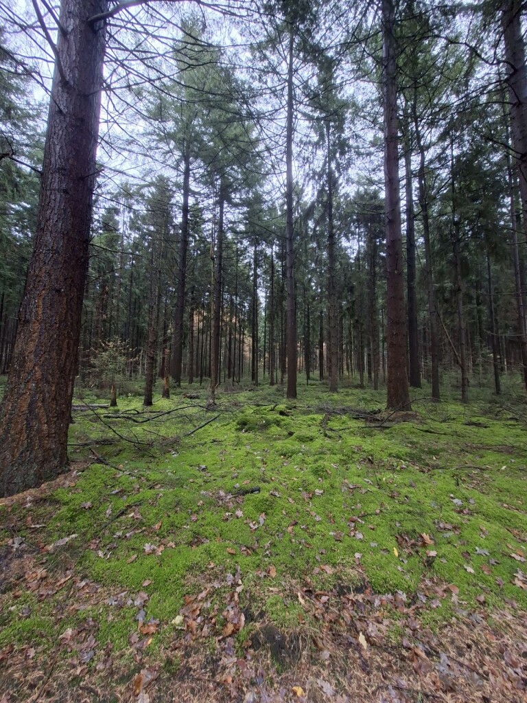 Was geweldige boswandeling