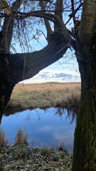 Wandelroute Ae's Woudbloem Scald Ae