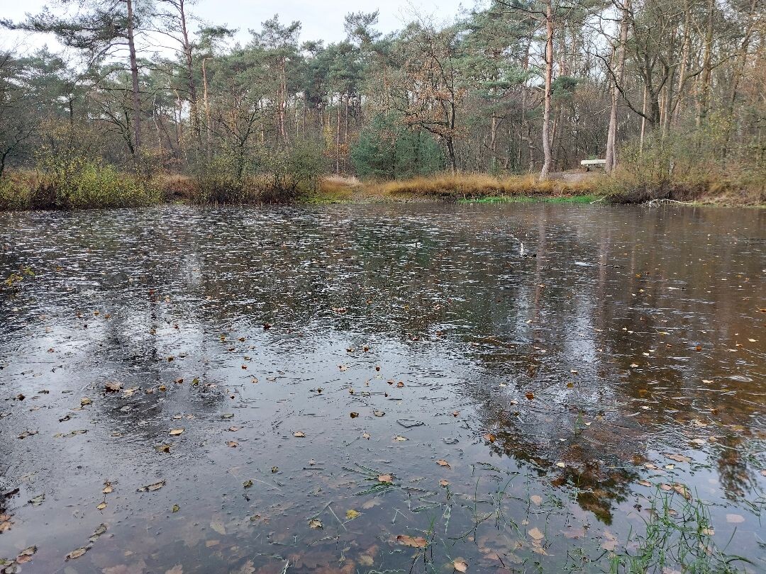 wandeling dour het bos