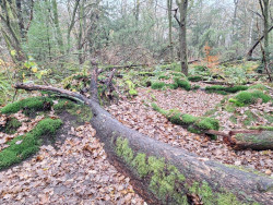 Ontdek het bos