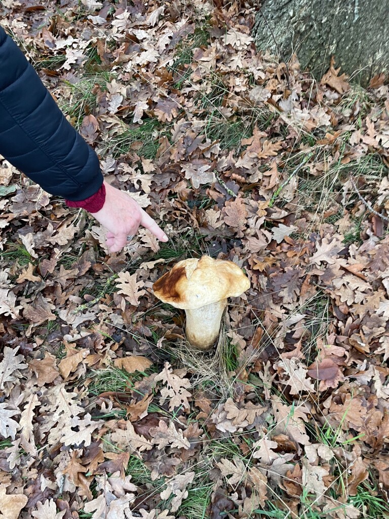 Etappe 6 Schoonloo-Sleen