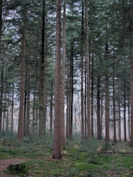 Bos & heideroute in Heumensoord