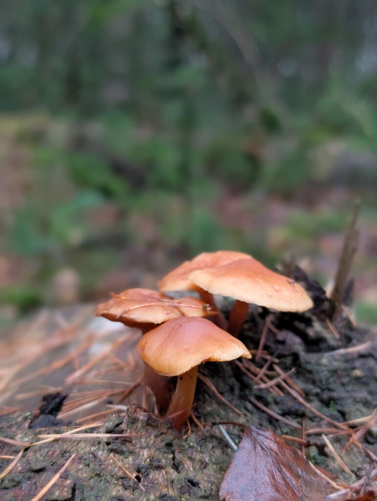 Bos & heideroute in Heumensoord