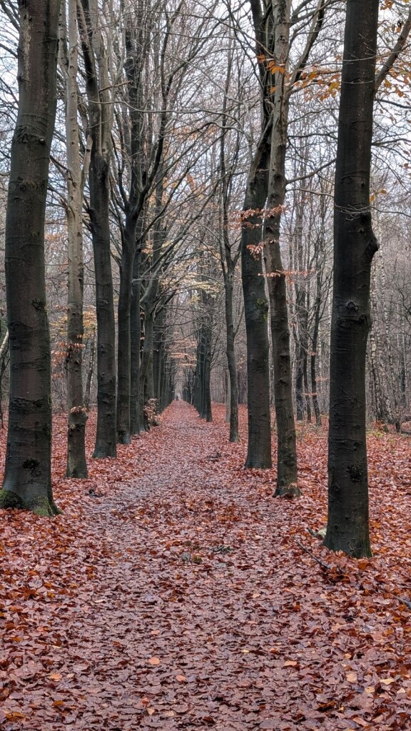 Bos & heideroute in Heumensoord