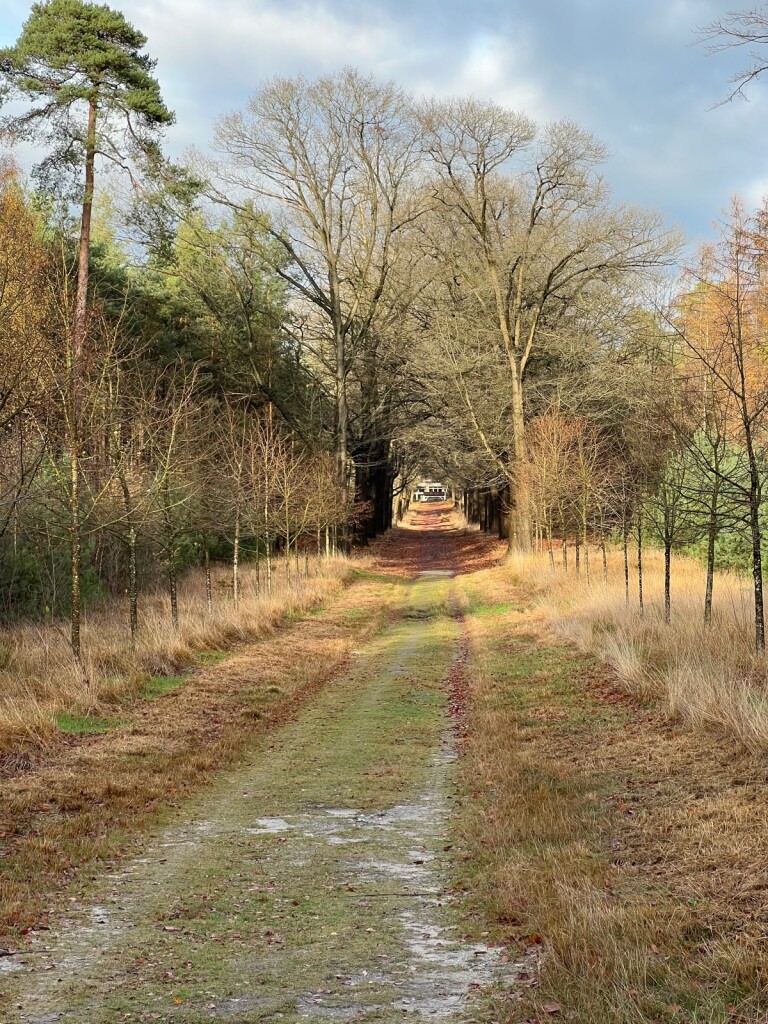 Mooie wandeling merendeels over onverharde bospaden