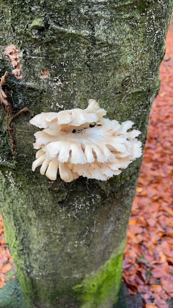 Mooie wandeling merendeels over onverharde bospaden