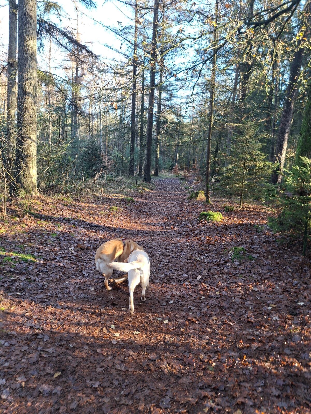 Hondenlosloopgebied Gieten