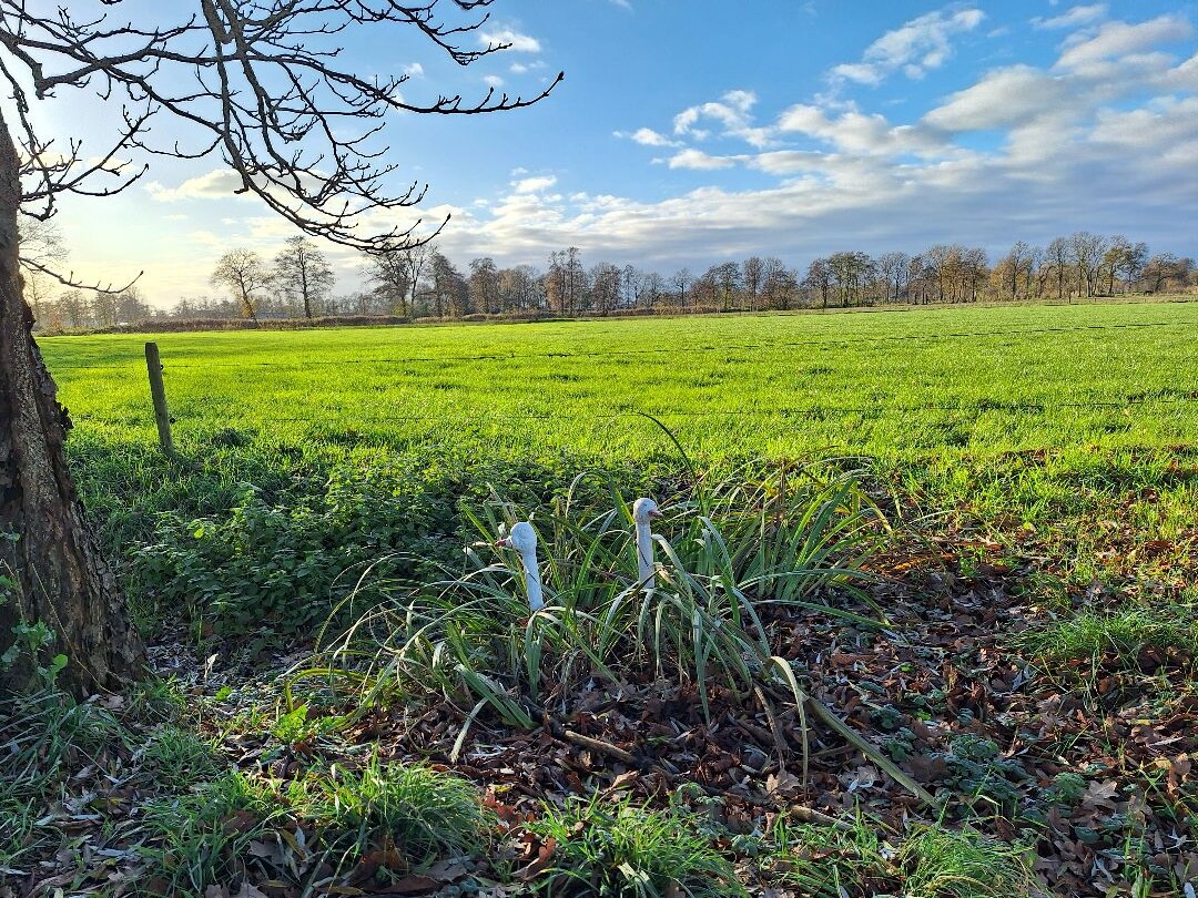 Harscamperpad Harskamp