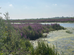 Kop van 't Land - Werkendam · Biesboschpad etappe 6