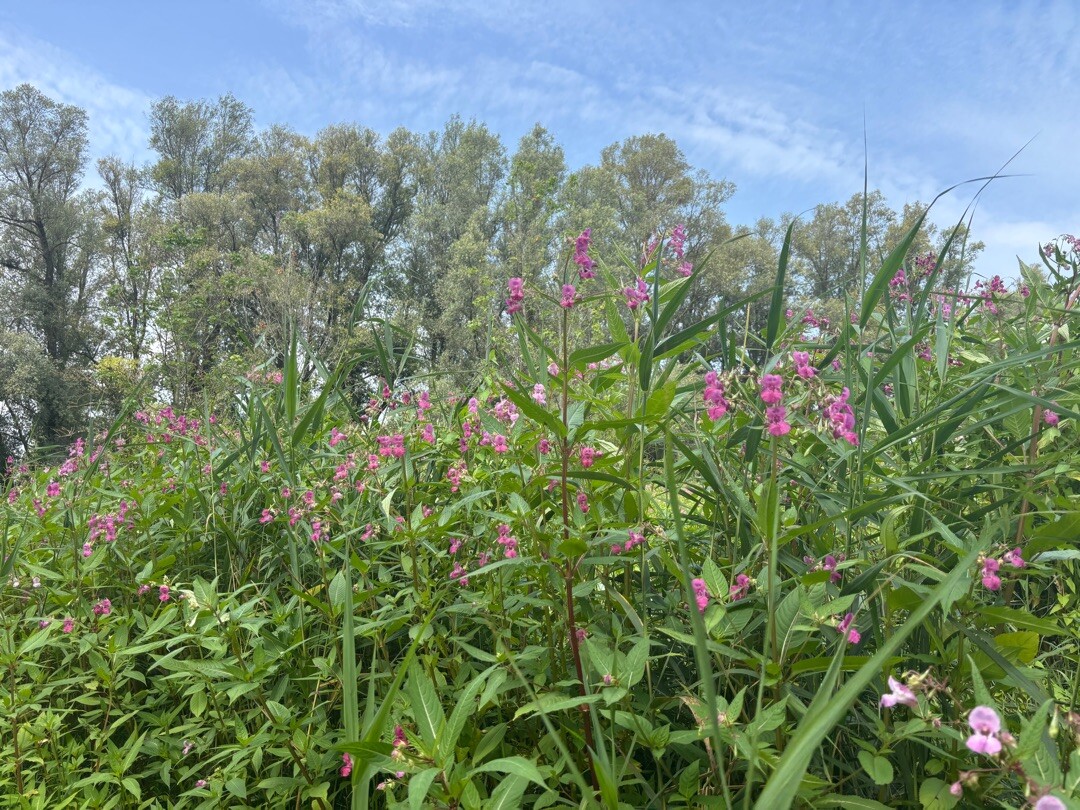 Dordrecht Kiltunnel - Kop van 't Land · Biesboschpad etappe 12