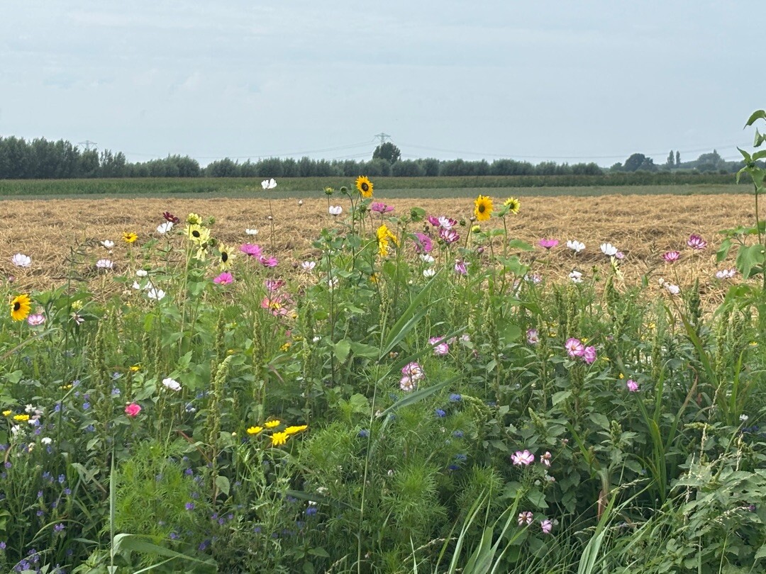Dordrecht Kiltunnel - Kop van 't Land · Biesboschpad etappe 12