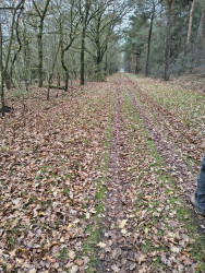 Stegeren - Groen