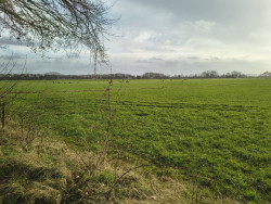 Reeststouwe - Paars