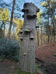 Eelerberg - Rood
