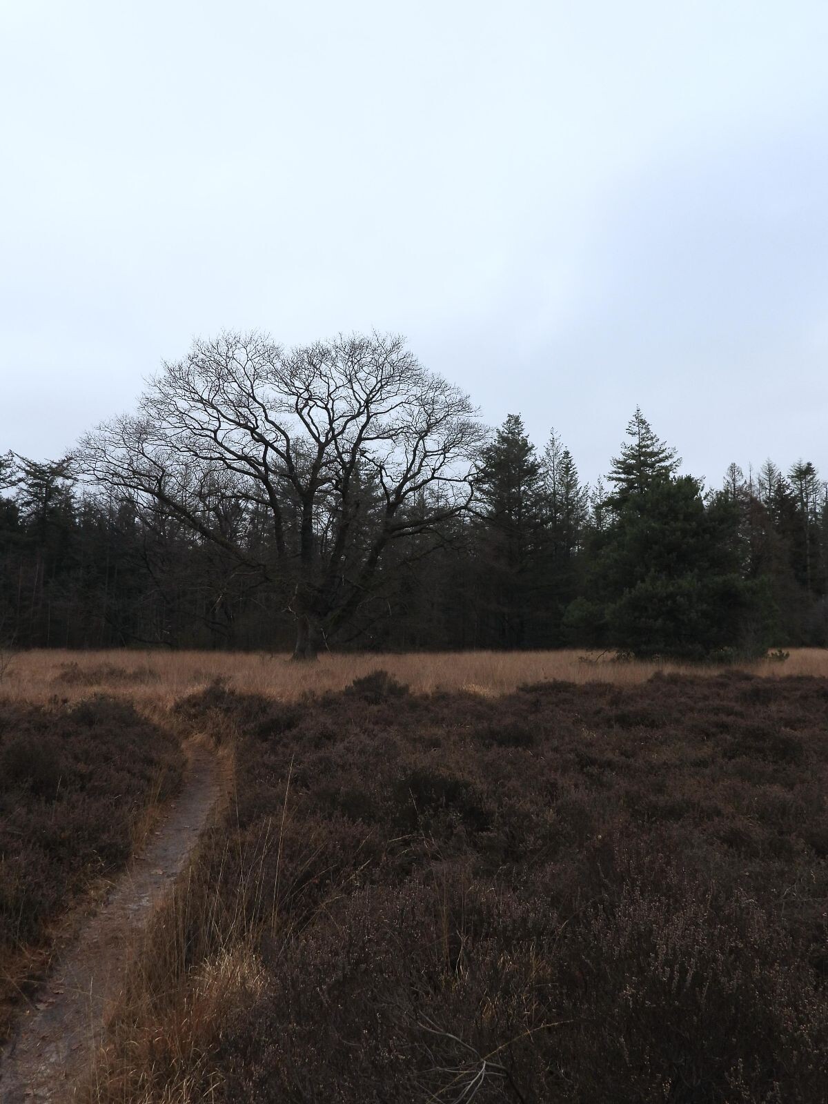 De Oldemeijer - Groen