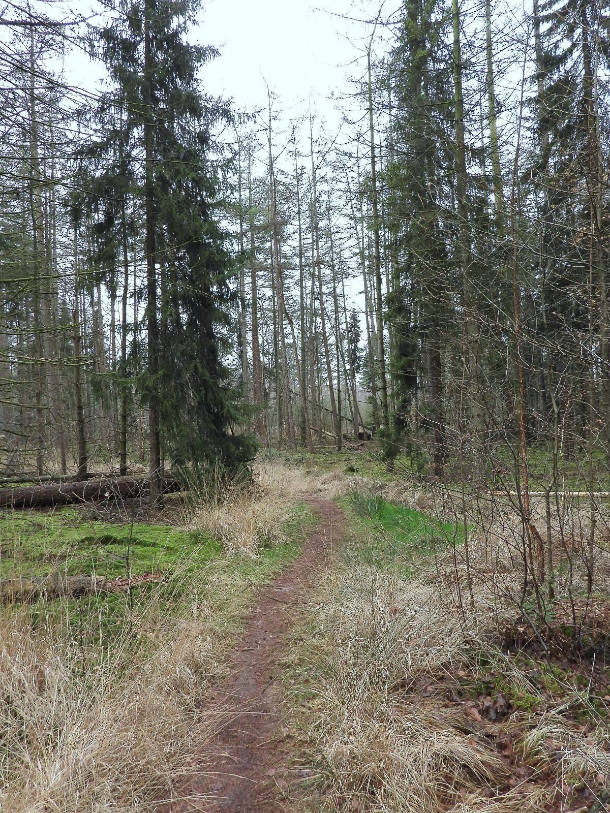 De Oldemeijer - Groen