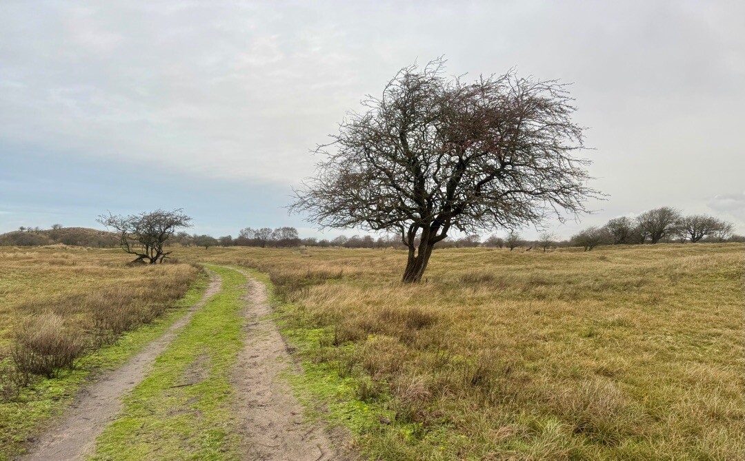 De Zilk - Haarlem station · Nederlands Kustpad 2 etappe 5