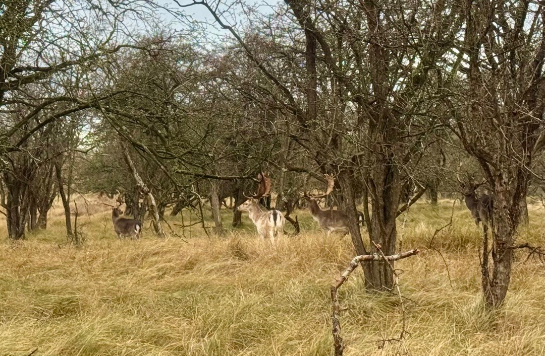 De Zilk - Haarlem station · Nederlands Kustpad 2 etappe 5