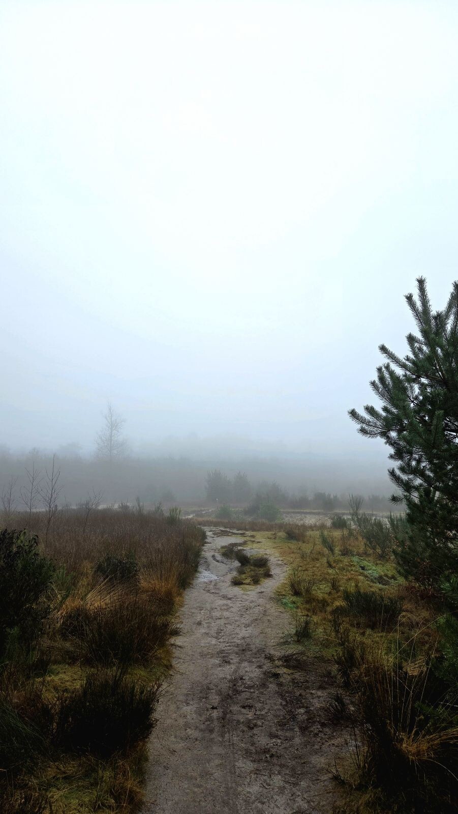 De Gasselterdennenroute