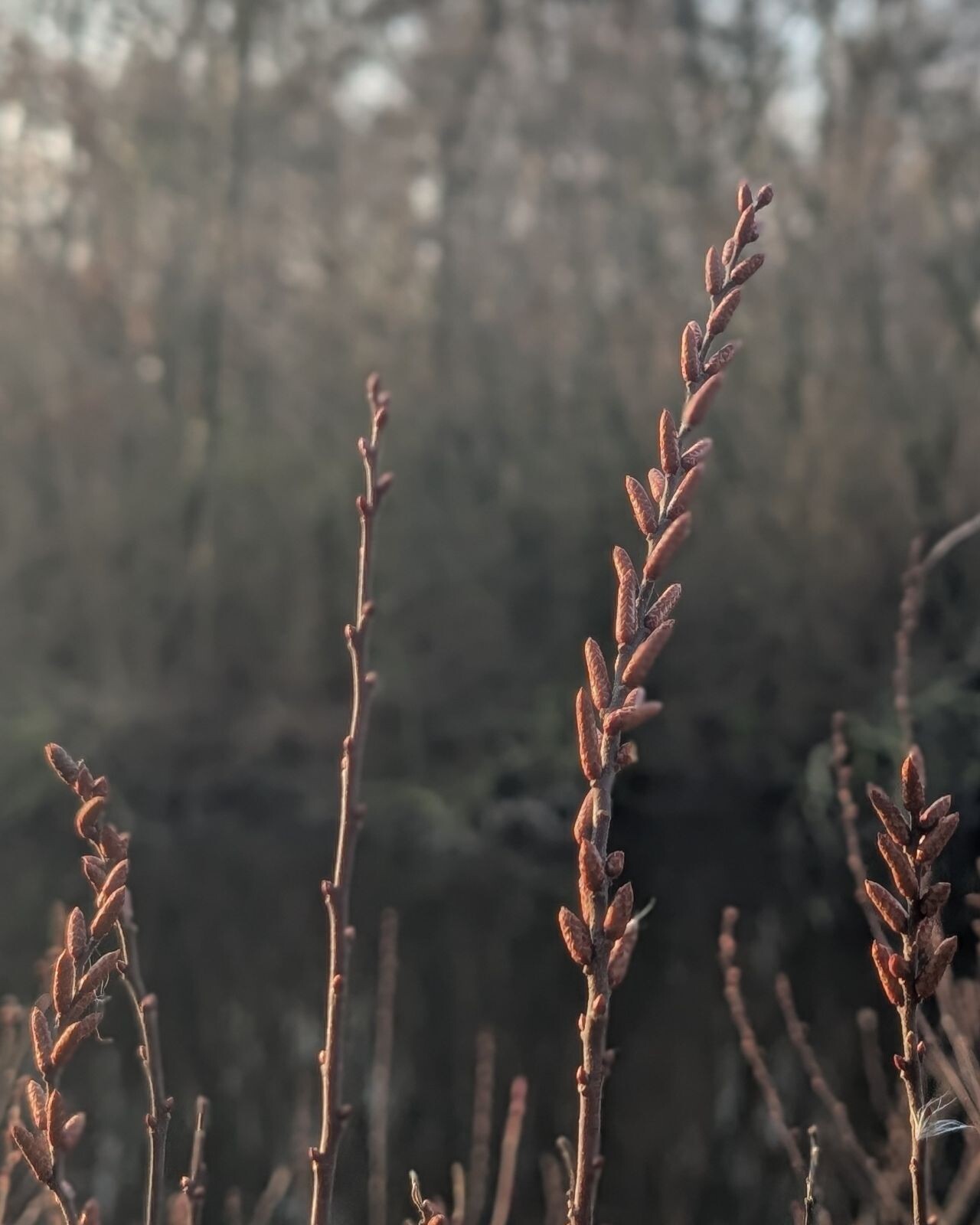 Wandelroute Lusthof de Haeck bij de Nieuwkoopse Plassen