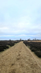 Boswachterspad Ballooërveld verkort