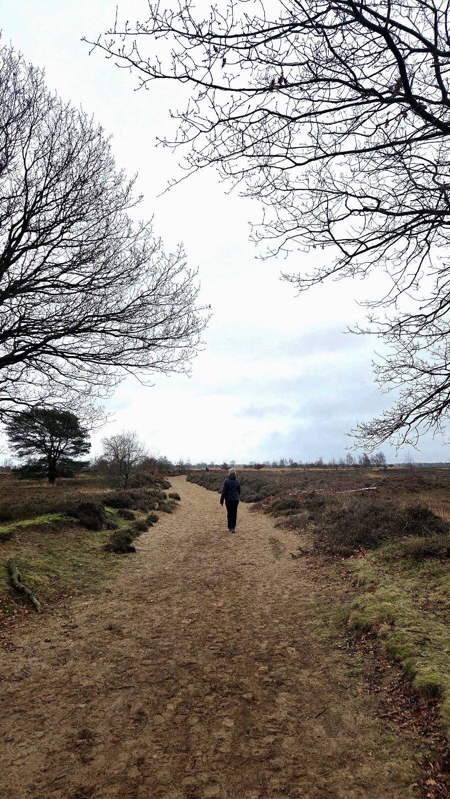 Boswachterspad Ballooërveld verkort