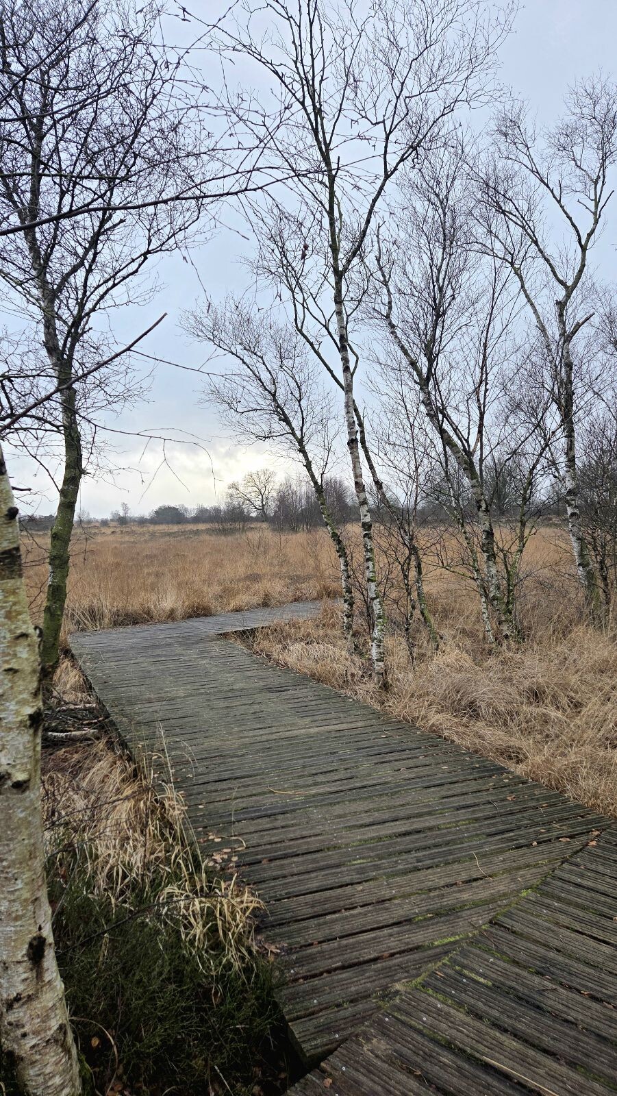 Boswachterspad Ballooërveld verkort