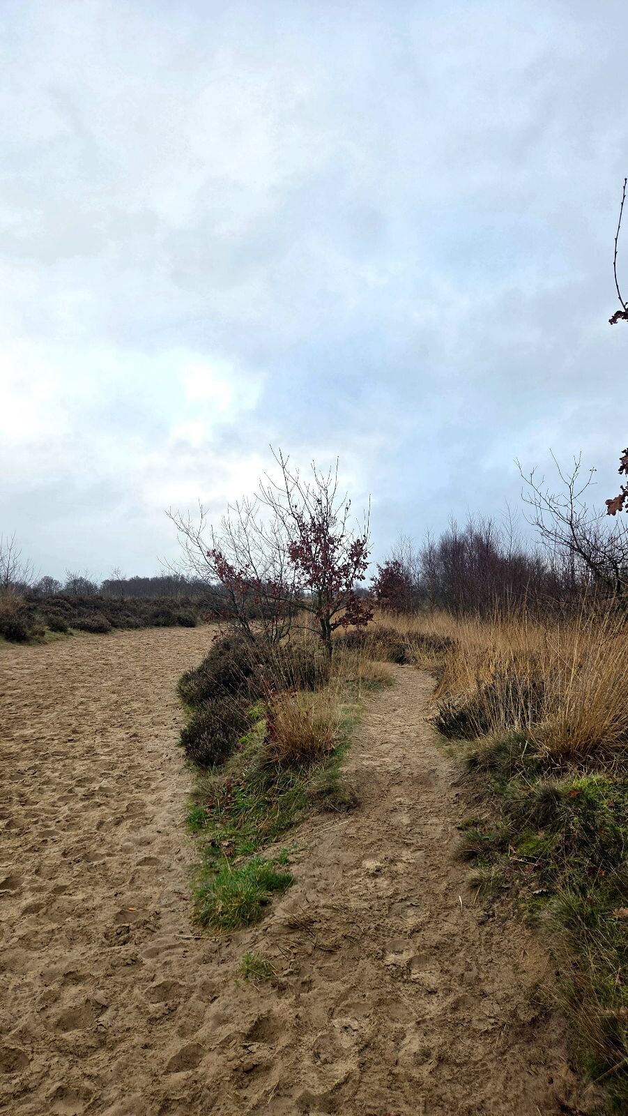 Boswachterspad Ballooërveld verkort