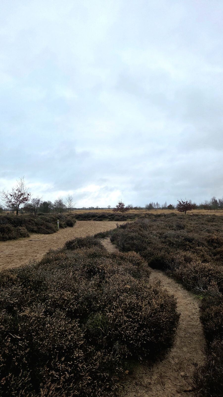 Boswachterspad Ballooërveld verkort