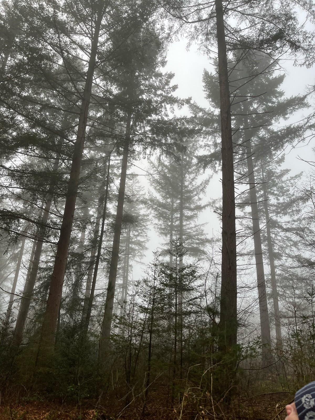 Hardenberg - Ommen · Pieterpad etappe 9