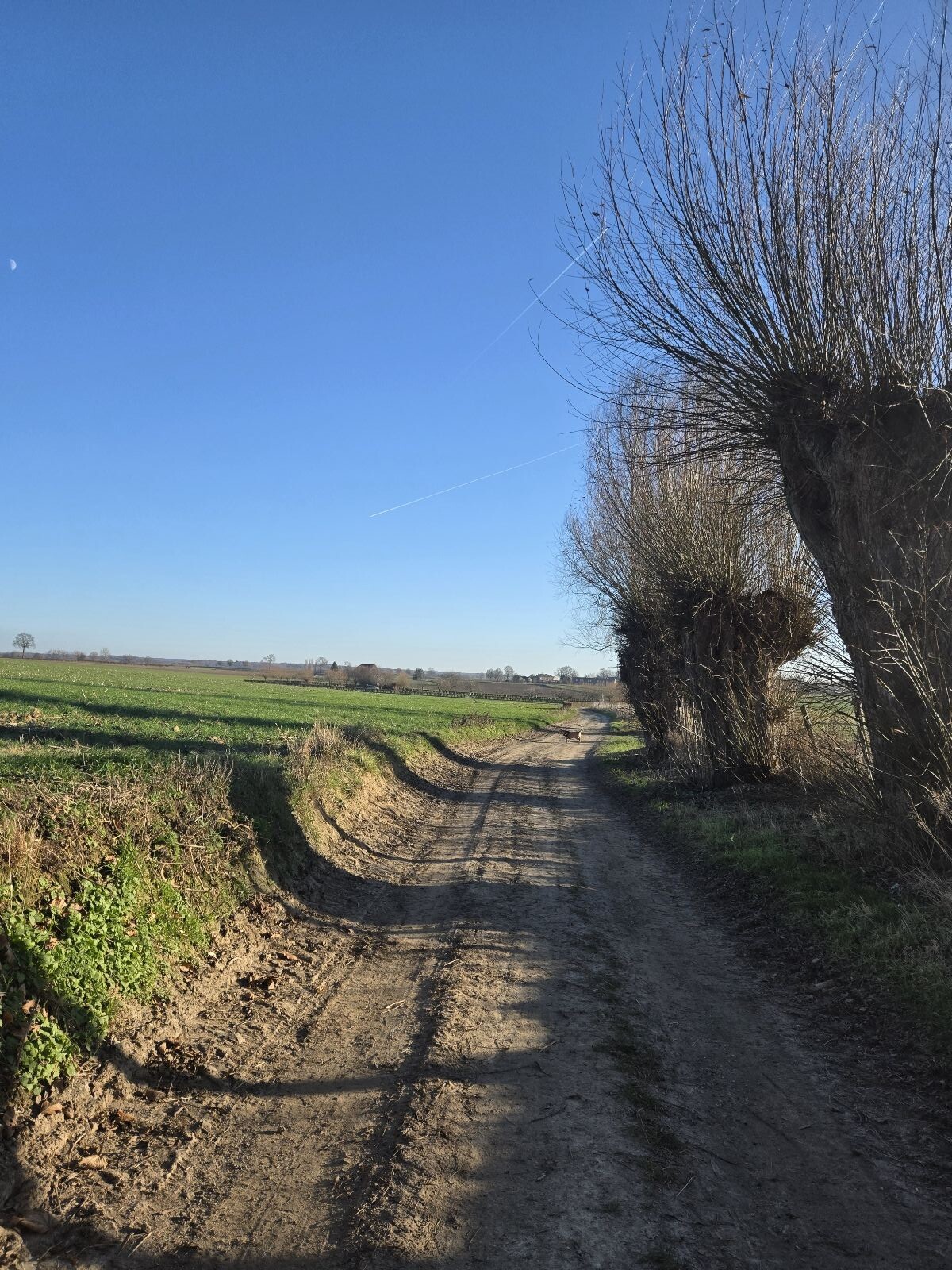 Banholt