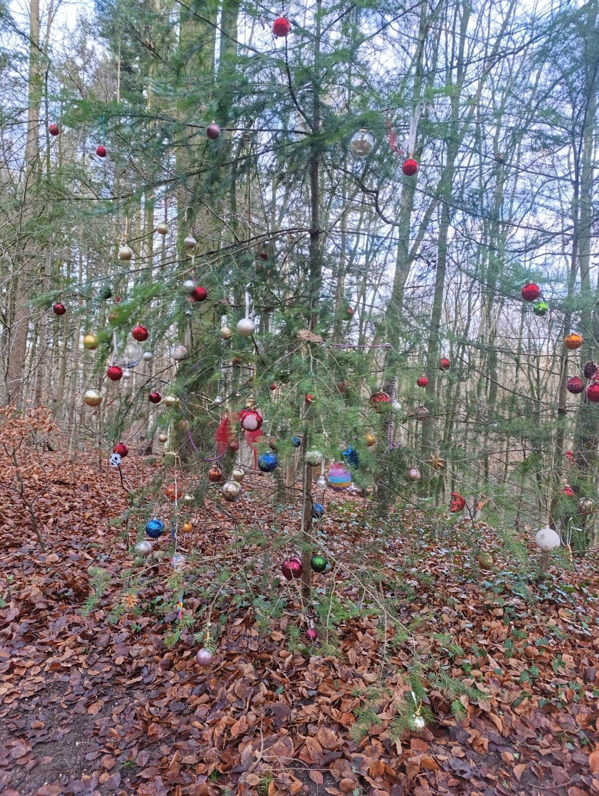 Romeinse Limespad Nijmegen/Berg en Dal - Xanten · Romeinse Limespad etappe 19