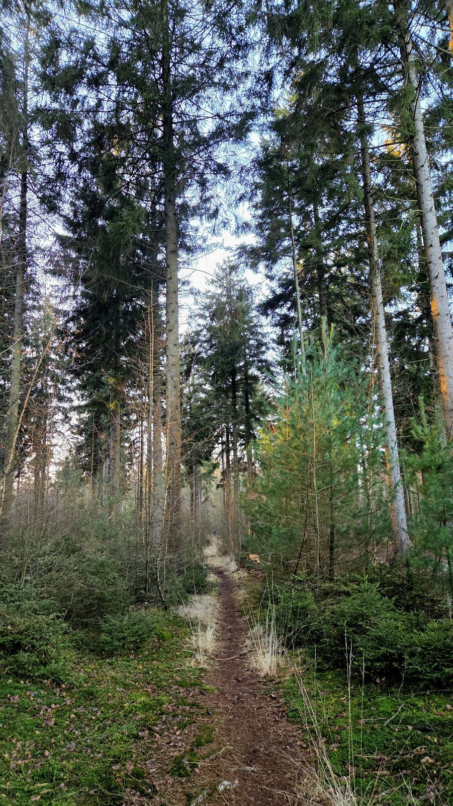 Wandelroute Mieren Sleenerzand