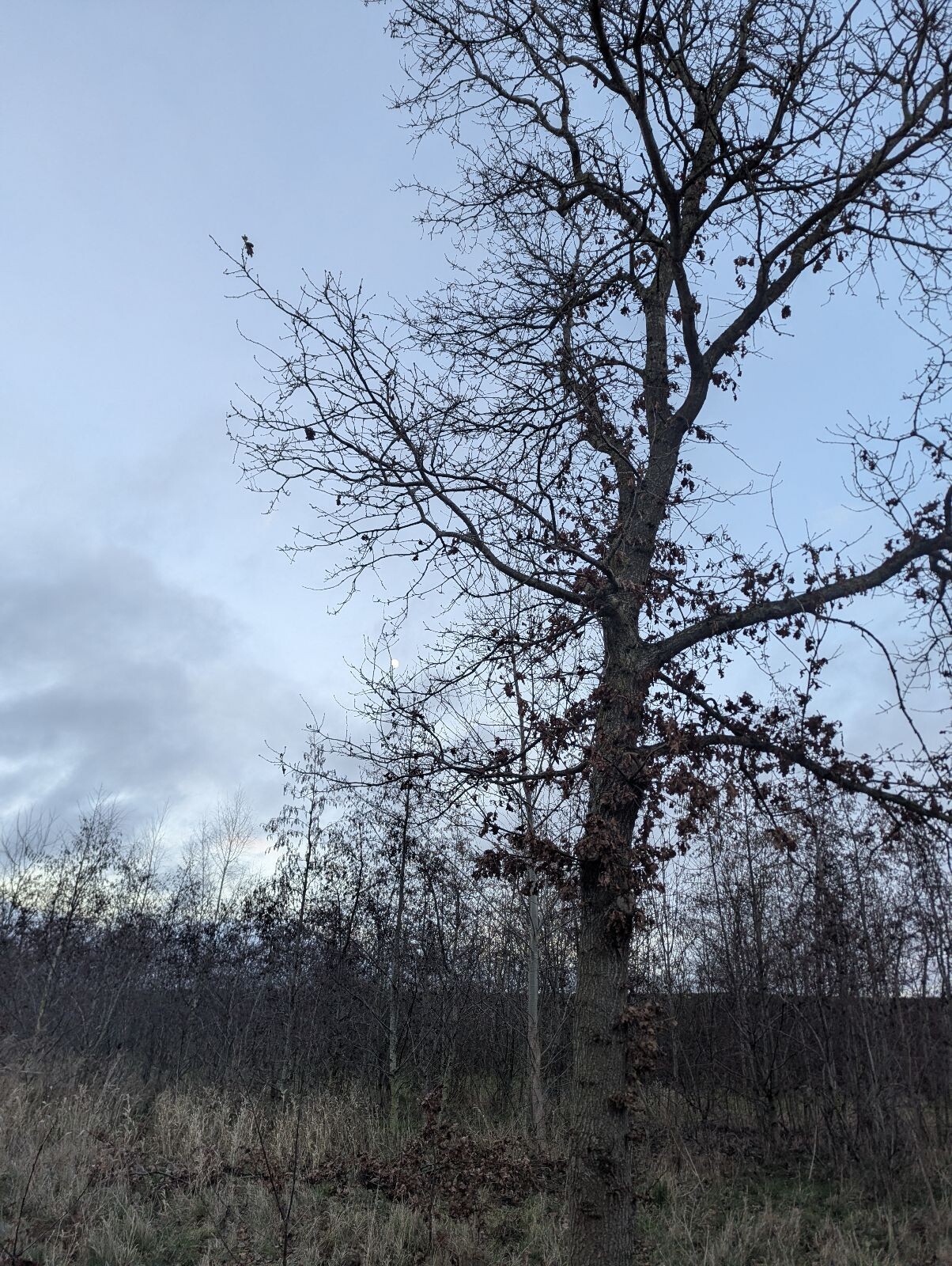 Vuurwerk-arme oudejaarswandeling