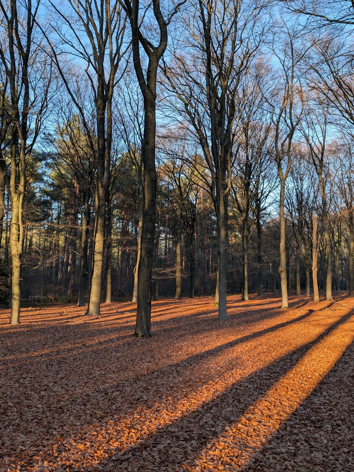 Den Treek vanaf Austerlitz