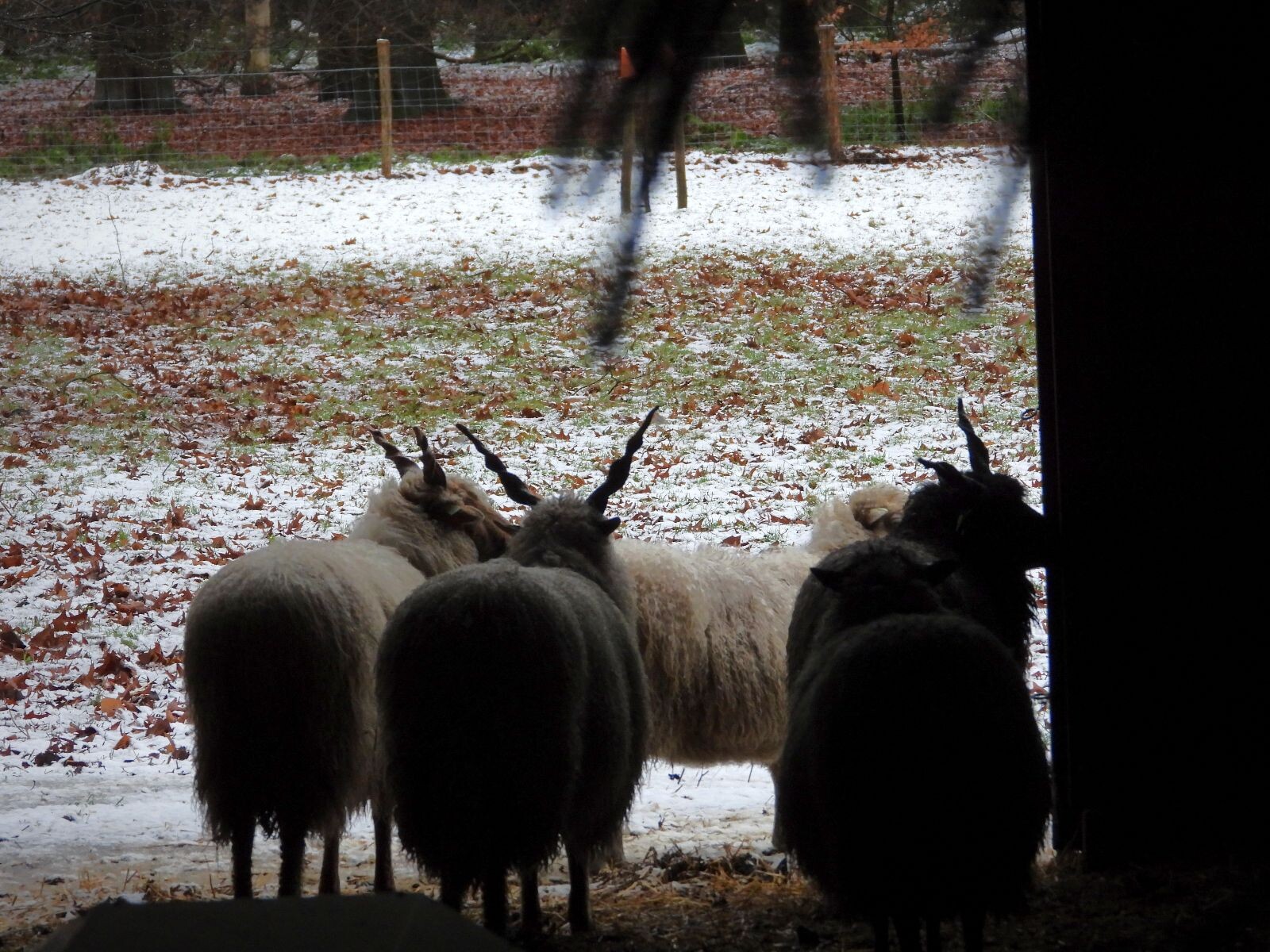 Sprengenberg - Groen
