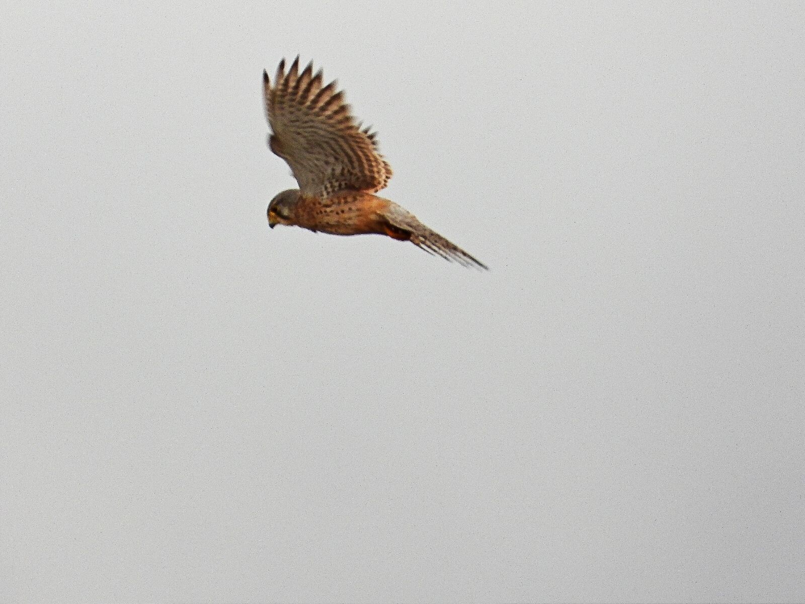 Sprengenberg - Groen