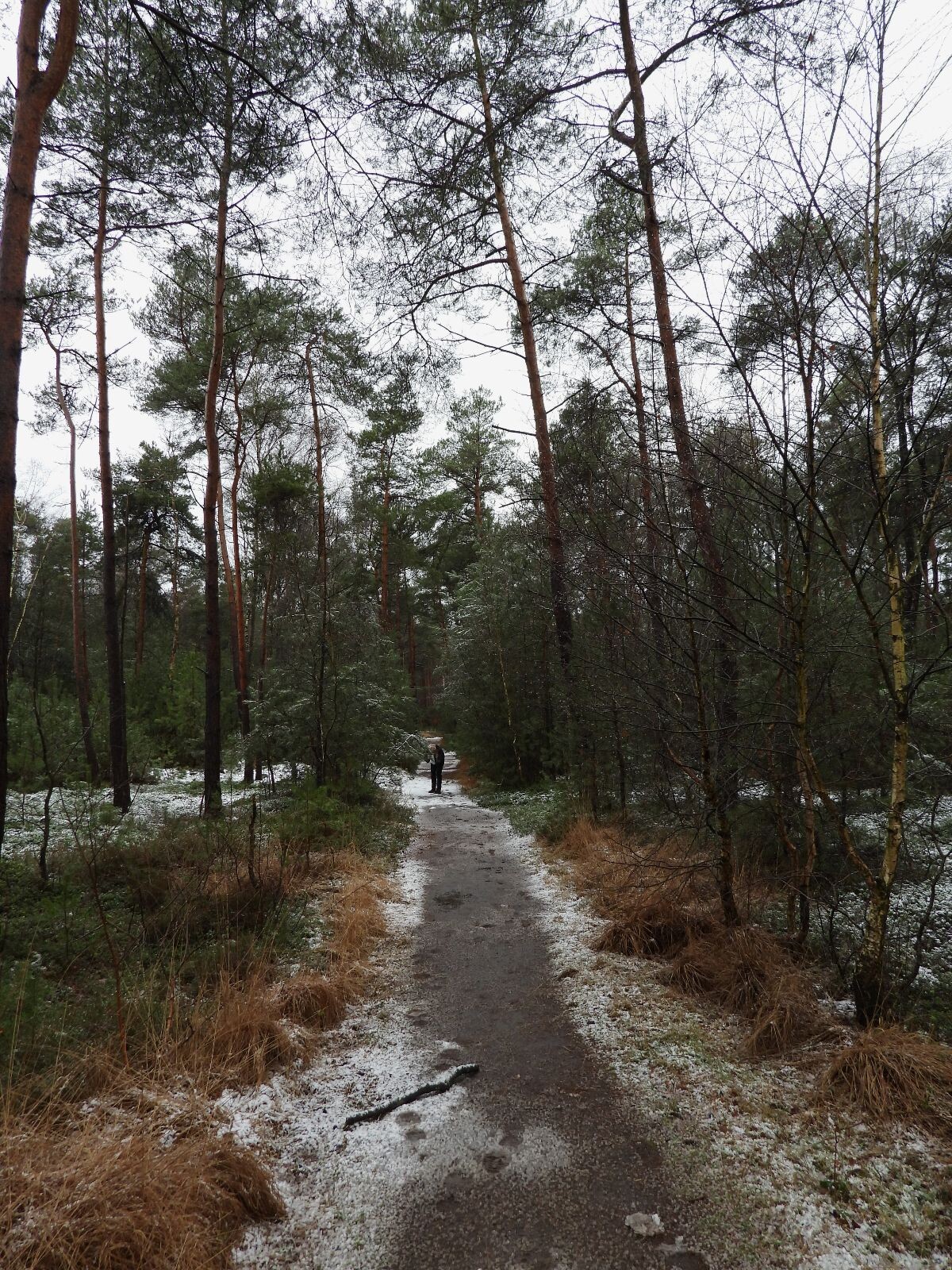 Sprengenberg - Groen